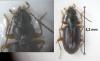 Bembidion assimile